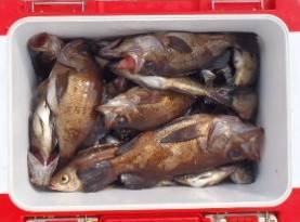 フィッシング キッタカ 釣果