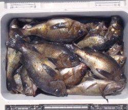 フィッシング キッタカ 釣果