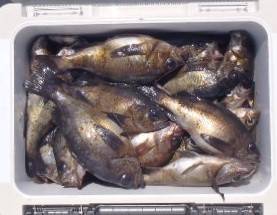 フィッシング　キッタカ 釣果