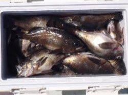 フィッシング　キッタカ 釣果