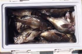 フィッシング　キッタカ 釣果