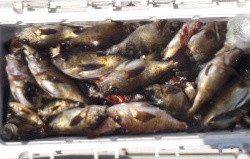 フィッシング キッタカ 釣果