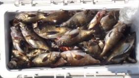 フィッシング キッタカ 釣果