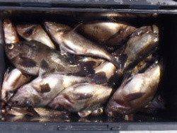 フィッシング キッタカ 釣果