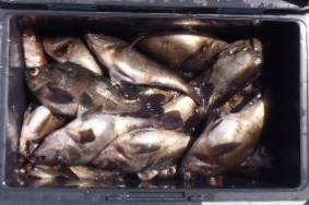 フィッシング キッタカ 釣果