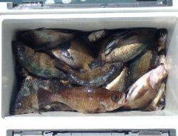 フィッシング　キッタカ 釣果