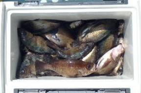 フィッシング　キッタカ 釣果