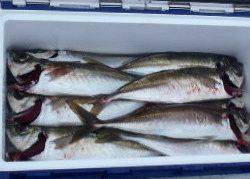 フィッシング　キッタカ 釣果