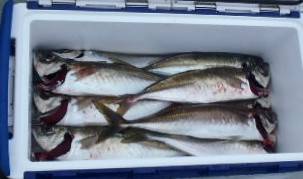 フィッシング　キッタカ 釣果