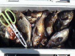 フィッシング　キッタカ 釣果