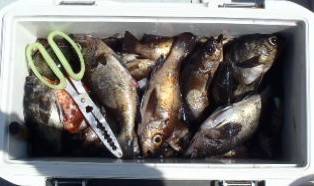 フィッシング　キッタカ 釣果