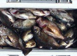 フィッシング　キッタカ 釣果