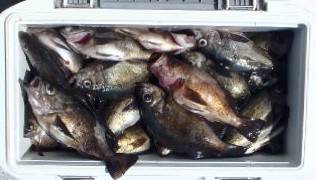 フィッシング　キッタカ 釣果