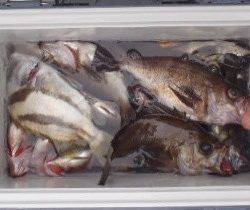 フィッシング　キッタカ 釣果