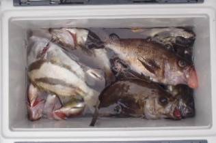 フィッシング　キッタカ 釣果