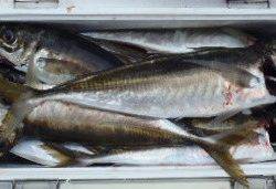 フィッシング　キッタカ 釣果