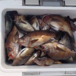 フィッシング キッタカ 釣果