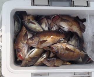 フィッシング キッタカ 釣果