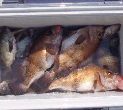 フィッシング キッタカ 釣果