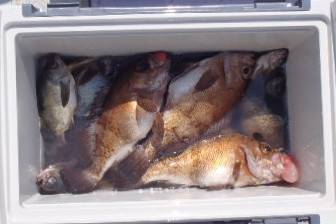 フィッシング キッタカ 釣果