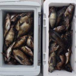 フィッシング キッタカ 釣果