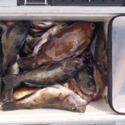 フィッシング キッタカ 釣果