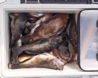 フィッシング キッタカ 釣果