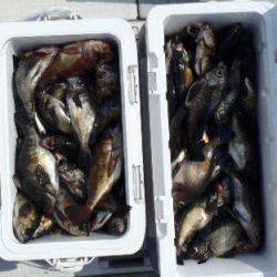 フィッシング キッタカ 釣果