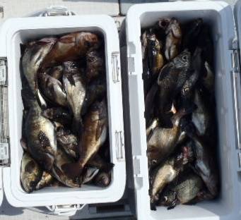 フィッシング キッタカ 釣果