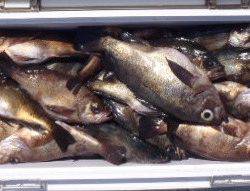 フィッシング　キッタカ 釣果