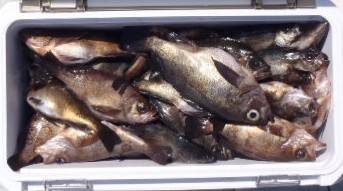 フィッシング　キッタカ 釣果