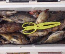 フィッシング キッタカ 釣果