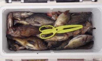 フィッシング キッタカ 釣果