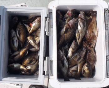 フィッシング キッタカ 釣果