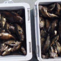 フィッシング キッタカ 釣果