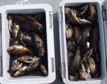 フィッシング　キッタカ 釣果