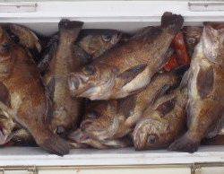 フィッシング　キッタカ 釣果