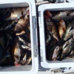 フィッシング キッタカ 釣果