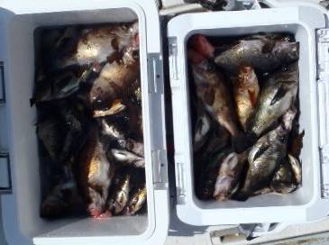 フィッシング キッタカ 釣果