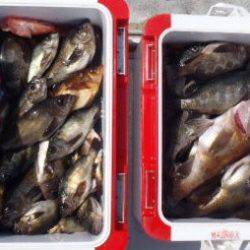 フィッシング キッタカ 釣果