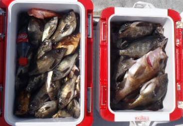 フィッシング キッタカ 釣果