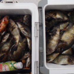 フィッシング キッタカ 釣果