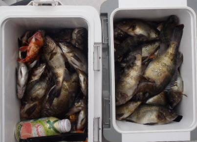 フィッシング キッタカ 釣果