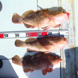 フィッシング キッタカ 釣果