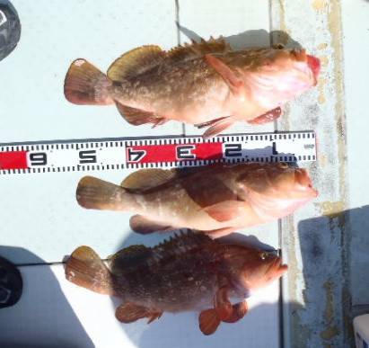 フィッシング キッタカ 釣果