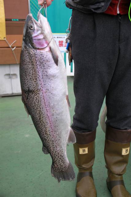 としまえんフィッシングエリア 釣果