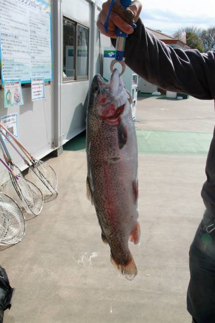 としまえんフィッシングエリア 釣果