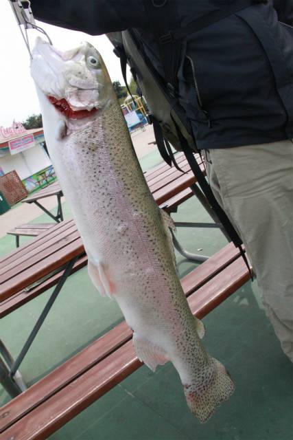 としまえんフィッシングエリア 釣果