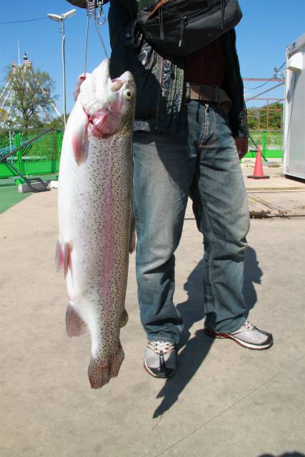 としまえんフィッシングエリア 釣果