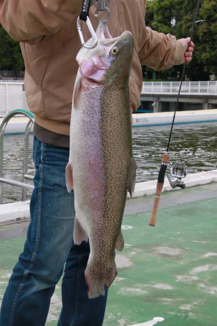としまえんフィッシングエリア 釣果